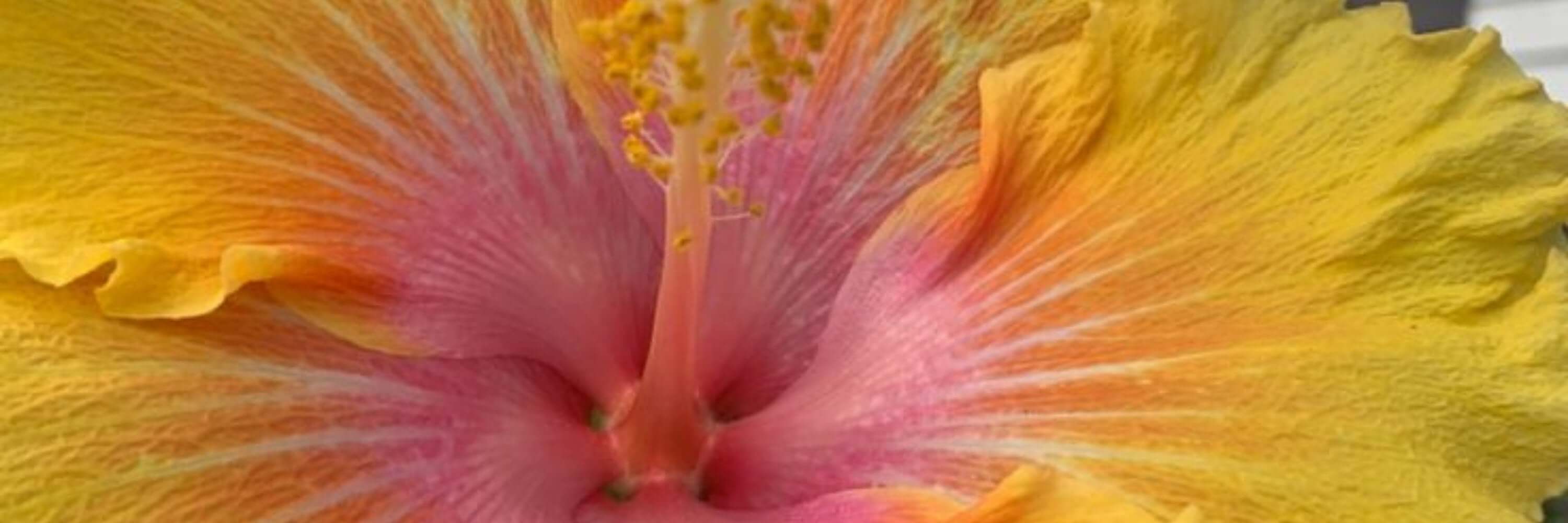 Sunset Collection Shop Black Salt Co | Designer Homewares Australia | Modern Furniture Online