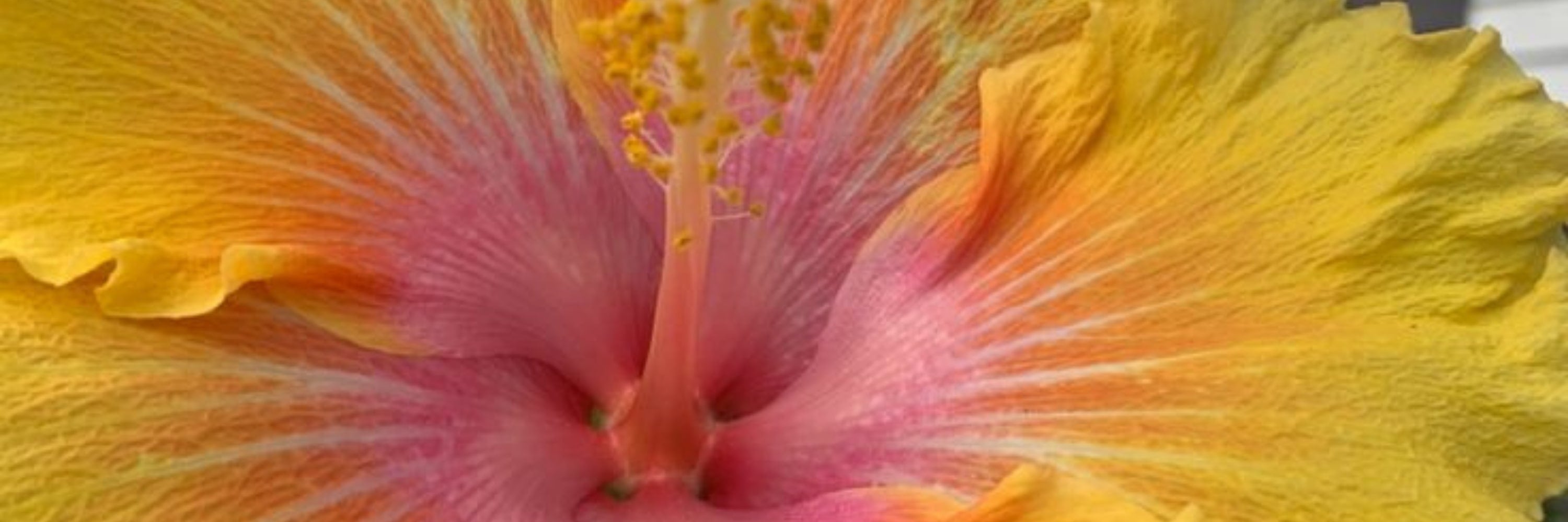 Hibiscus The Label Shop Black Salt Co | Designer Homewares Australia | Modern Furniture Online