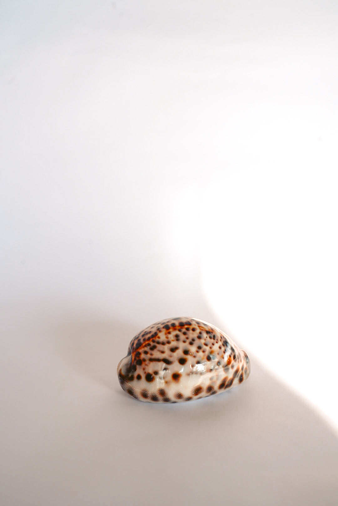 THE TORT COWRIE SHELL